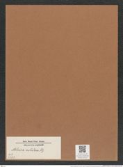 Melosira orichalcea Ktz. (de-Toni-Nr.: Genus 213, Species 5330) Zeichnungen Sammlung Grunow Mappe 05123 (Herbarium_W_Grunow_drawings_Folder_05123)